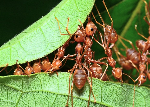 Ants Biting Leaf, Building Nest - Animal Behavior.