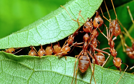 Ants Biting Leaf, Building Nest - Animal Behavior.