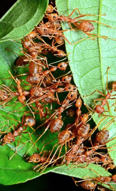 istock Ants Biting Leaf, Building Nest - Animal Behavior. 1758066058