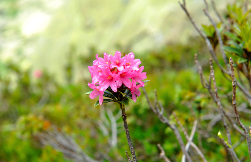 Rhododendron of Swiss Alp