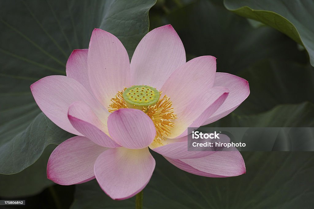 Lotus(kodai loutus) Lotus flower.I photographed it in Japan,Gyouda city.It is called kodaihasu(ancient lotus,古代蓮.). Beauty In Nature Stock Photo