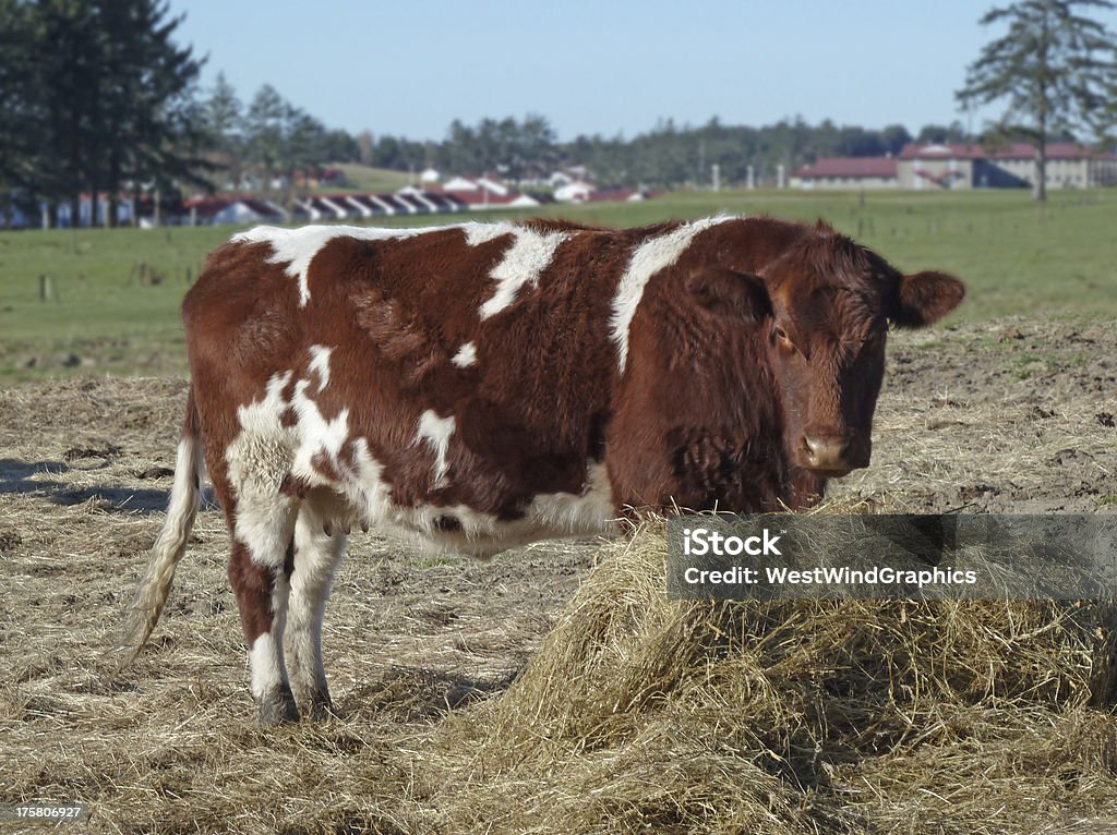 Vaca - Foto de stock de Aire libre libre de derechos