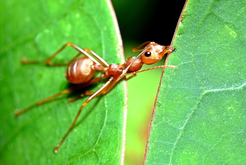 Ant Biting Leaf, Building Nest - Animal Behavior.