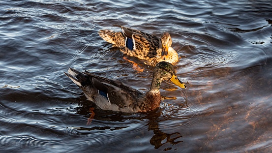 Mallard Ducks.