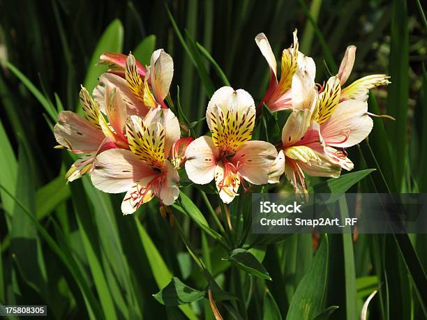 Licencia Orange Lily Con Manchas De Color Marrón Foto de stock y más banco de imágenes de Amarillo - Color - Amarillo - Color, Con lunares, Flor