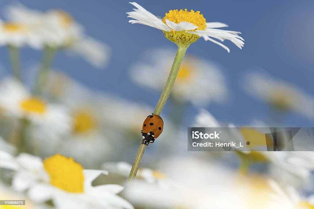 Mariquita en margarita, hermosas fotos de verano - Foto de stock de Aire libre libre de derechos