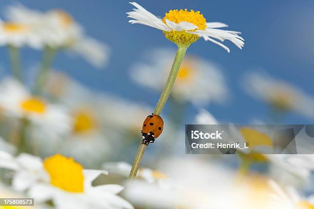 Coccinella Su Margherita Bella Estate Foto - Fotografie stock e altre immagini di Ambientazione esterna - Ambientazione esterna, Ambiente, Animale