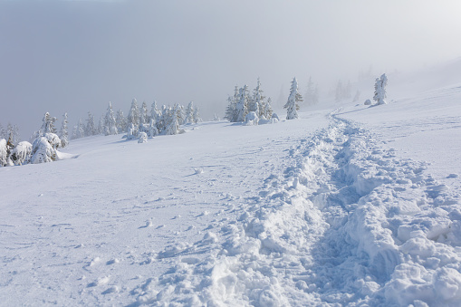 A well-trodden path in fresh snow leading to snow-covered fir trees in the fog. Mountains, Landscape. Hiking in mountains. Winter mountain trekking