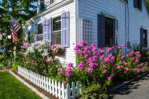 A butterfly hovers over pink phlox in a tiny but overflowing front garden at a  Cape Cod cottage.