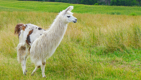 A white and spotted llama walks through a grassy pasture. 