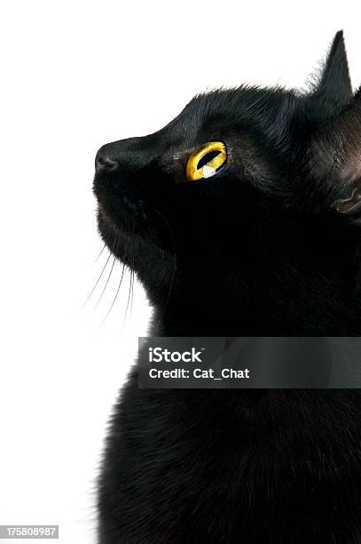 O Perfil - Fotografias de stock e mais imagens de Gato domesticado - Gato domesticado, Cor preta, Fotografia - Imagem