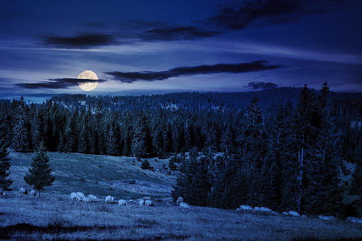 flock of sheep on the meadow near the fir forest in mountains of Romania at night. wonderful countryside scenery in full moon light