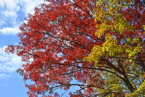 Scarlet oak (Quercus coccinea) in late October, Connecticut. With a northern red oak in the foreground.