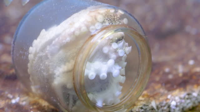Octopus inside glass bottle on seabed among the plastic and other garbage