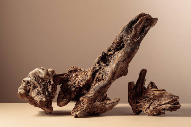 istock Old dry wooden snag on a beige background. 1758111975