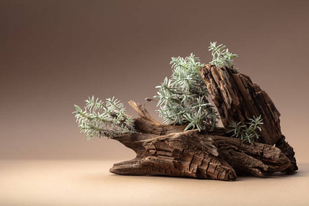 istock Nature scene with a composition of lavender and dry snags. 1758113093