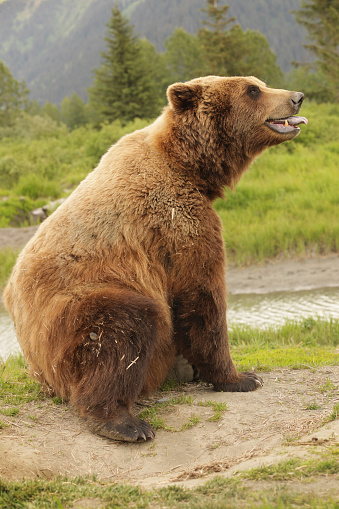 One large grizzly Kodiak brown bear sitting, with its mouth open and tongue out.  Very close-up, the bear nearly fills this vertical frame, its rump on the ground at lower left of frame and head facing right at upper right of frame.  Background is natural vegetation in Lake Clark National Park and Preserve, Alaska.