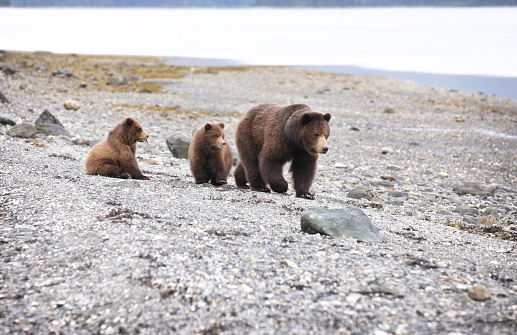 A grizzly brown bear family of sow and twin cubs on a gravel beach, positioned in the upper third of this horizontal frame.  The sow is upright and stepping toward the camera in a quartering manner.  One cub is directly behind her following and the other is sitting.  The bears are 80 feet from the camera.