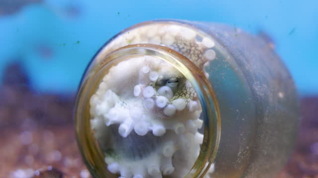 Octopus inside glass bottle on seabed among the plastic and other garbage