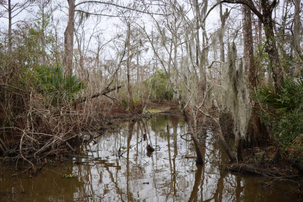 istock Louisiana Swamp 1758116846