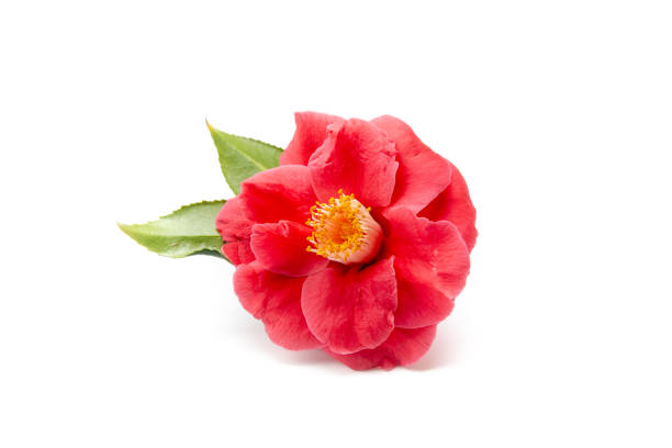 istock Exquisite camellia bloom, a delicate marvel in nature's gallery 1758120706