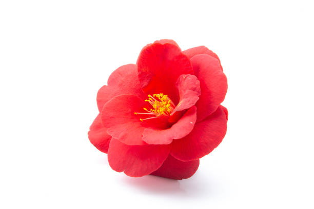 istock Exquisite camellia bloom, a delicate marvel in nature's gallery 1758120714