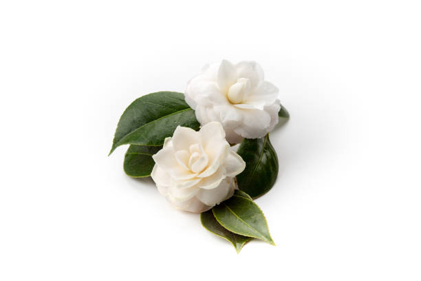 istock Exquisite camellia bloom, a delicate marvel in nature's gallery 1758121476