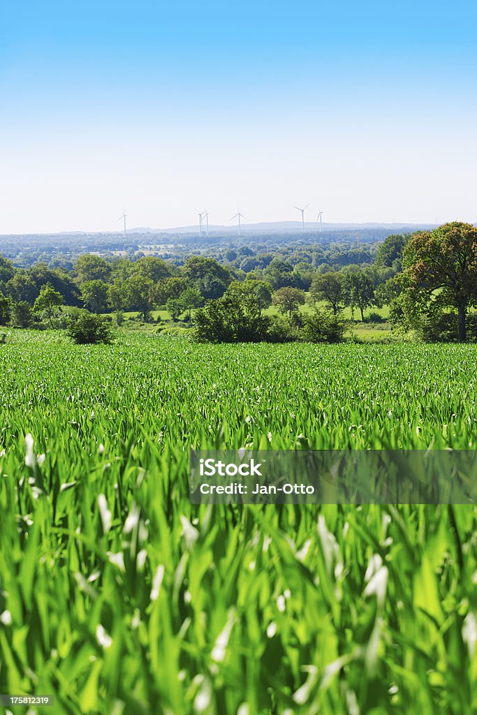 Corn field und Windmühlen - Lizenzfrei Feld Stock-Foto