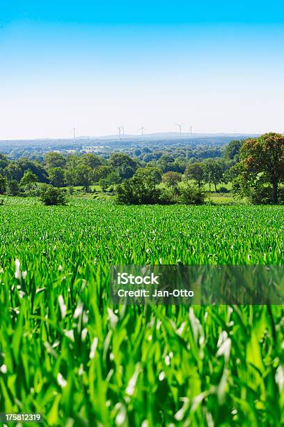 Corn Field Und Windmühlen Stockfoto und mehr Bilder von Feld - Feld, Fotografie, Getreide