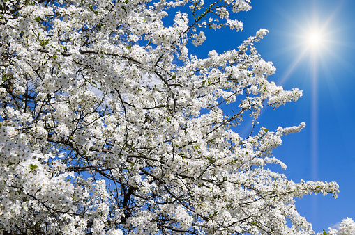 Spring cherry blossoms and sun on blue sky.