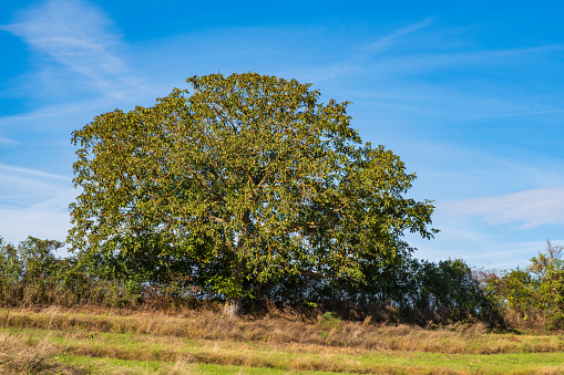 Free-standing single tree in a meadow at Laurenziberg/Germany in autumn