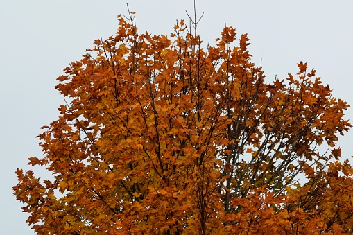 A selection of high resolution images of autumn trees on an overcast day in Scotland.