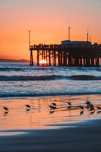 A group of sandpipers sit in silhouette in the golden glow of the sunset at waters edge near the Balboa Pier in Newport Beach, CA