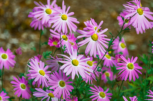 Purple English daisies grow in profusion in a Cape Cod garden on a late October afternoon.