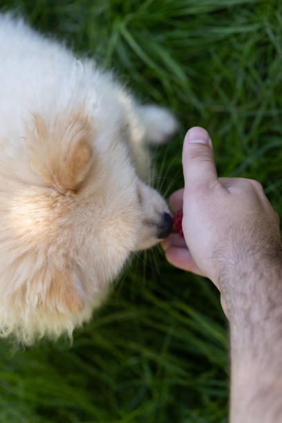 istock Spitz eating berries from the hand of the man. 1758170458