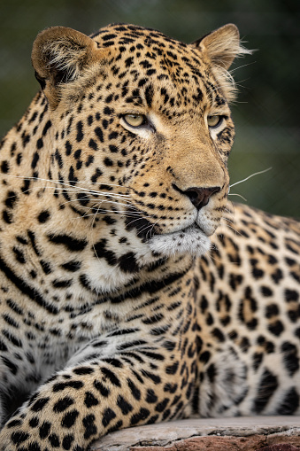 Close up picture of an leopard sitting