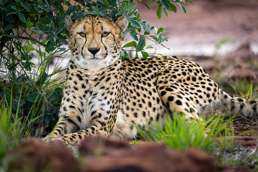 Cheetah resting in grass and looking towards viewer
