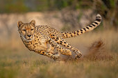 A fast running cheetah taking a turn to the left. From the front