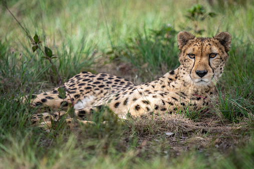 Closeup of a spotted cheetah laying in grass and looking at viewer