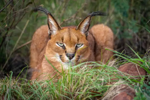 A close up of a caracal laying in grass and looking at the viewer