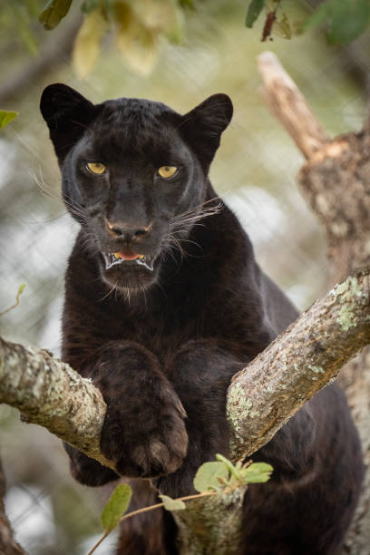 istock Close up of a black leopard on a tree 1758173869