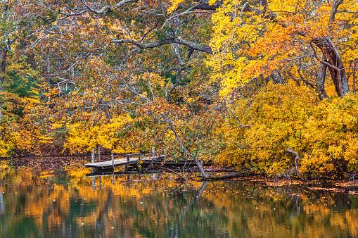 A small rustic dock on a small pond on Cape Cod under autumn foliage.