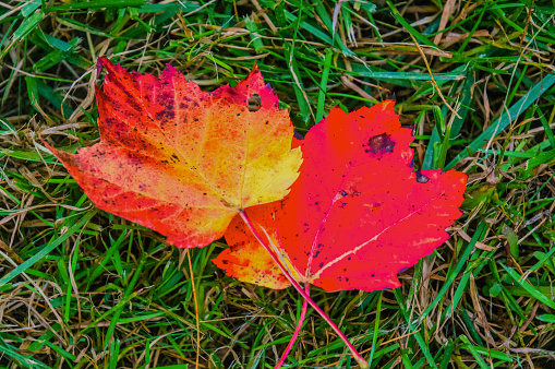 A pair of colorful maple leaves fallen on a green grass background.