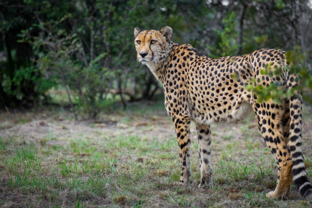 istock Cheetah standing in the forest 1758181989