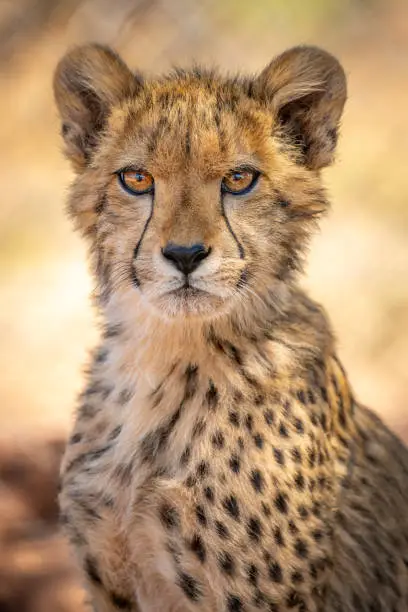 Photo of Closeup portrait of a cheetah cub