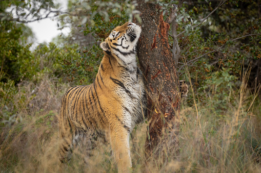 A tiger scratching the head against the tree and looking up