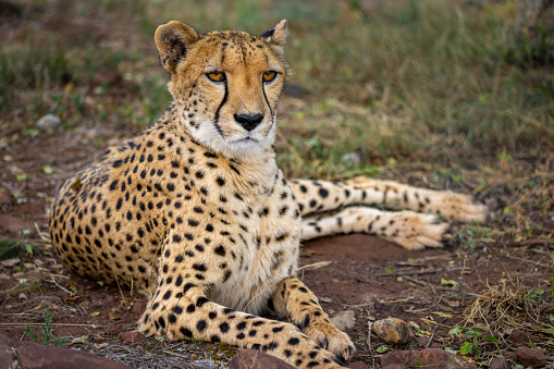 Cheetah eyeing prey in the distance