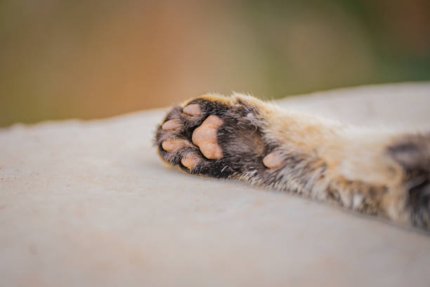 istock Close up of an wildcat paw 1758190398