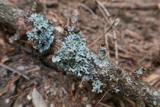 istock Hypogymnia physodes lichen 1758202119