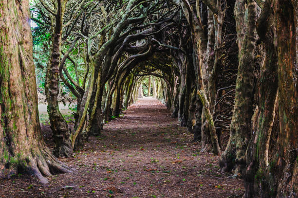 istock Tree Tunnel made over years by shaping tree trunks to create a tunnel through a forest. 1758215940